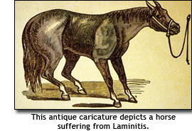 laminitis in horses