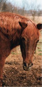 cushings disease in horses