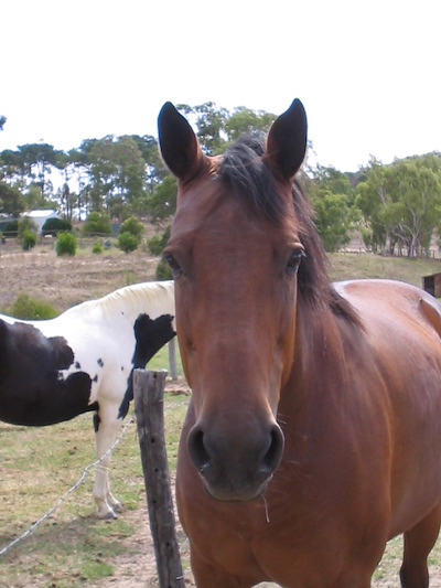 Horse Euthanasia Can Be Done With Minimal Stress