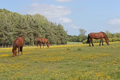 Managing Grazing For Horses
