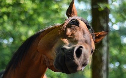anxiety in horses