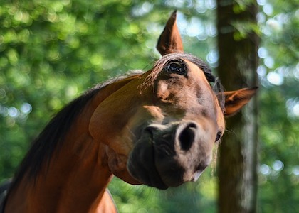 Anxiety In Horses Is A Huge Issue
