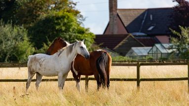 preventing lice in horses