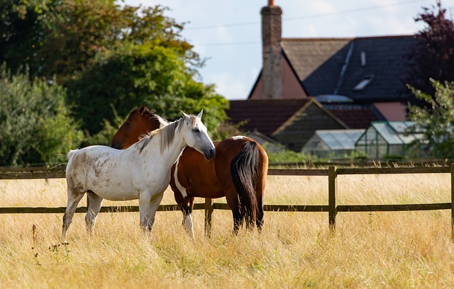Preventing Lice In Horses